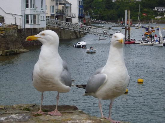 giant-seagulls-in-fowie.jpg