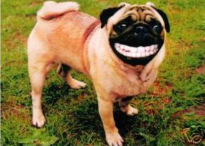smiling-dog.jpg