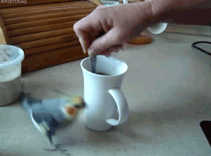 cockatiel-stirring.gif