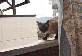 87fecb81f4993e9c5624aaa220eb8.gif