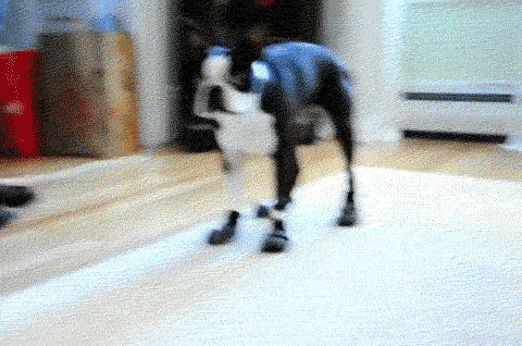 mjAt4.gif